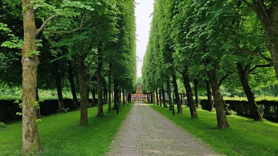 De oprijlaan van de Menkemaborg, met dubbele rijen lindebomen.